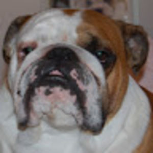 Meet your Posher, Boris